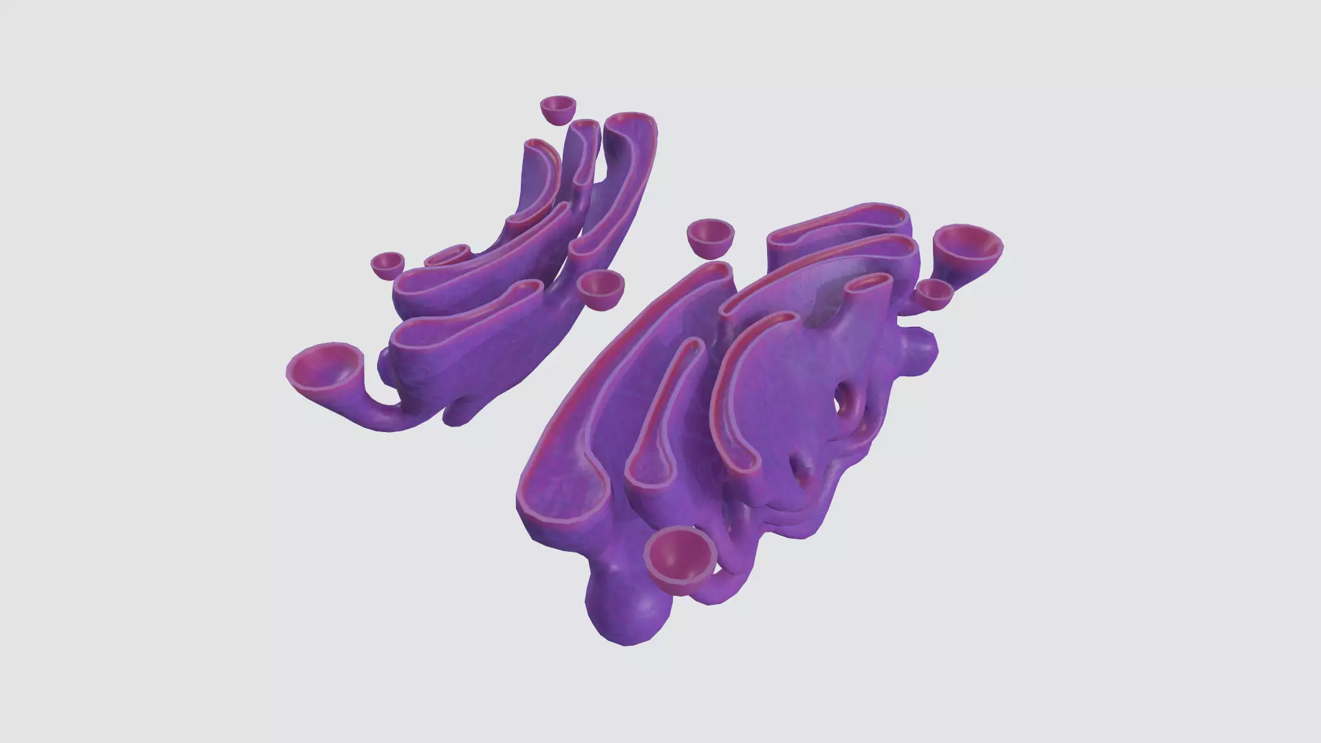Golgi apparatus Low-poly 3D model