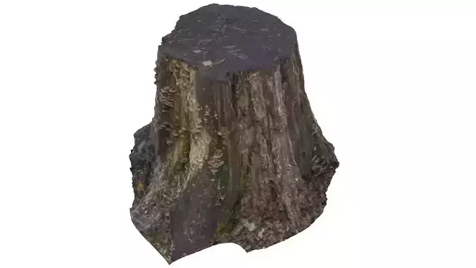 Tree Stump 02 - High and Low Poly versions Low-poly 3D model