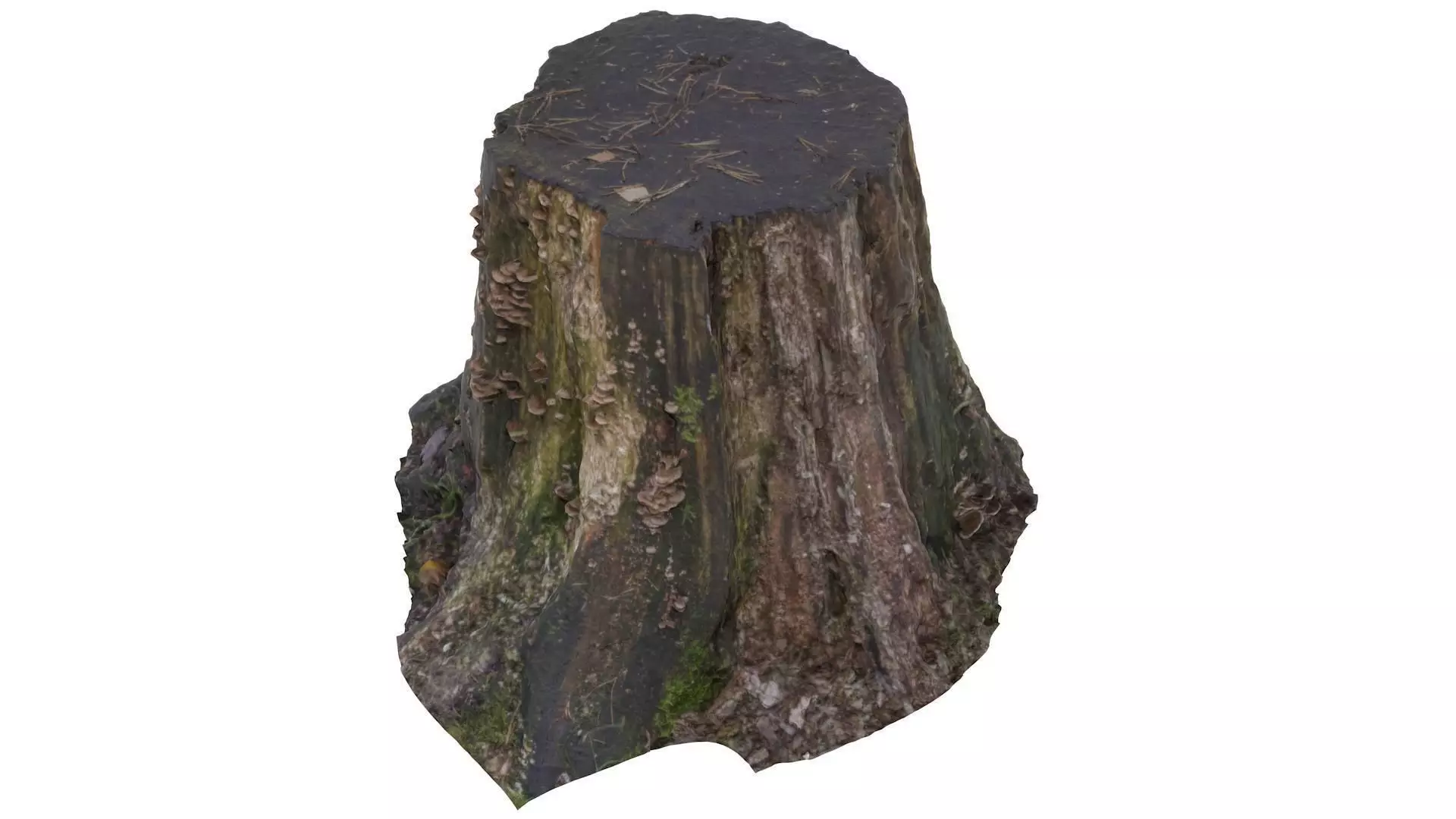 Tree Stump 02 - High and Low Poly versions Low-poly 3D model_0