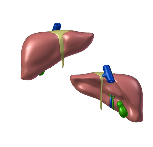 Liver for 3D printing Anatomy 3D print model