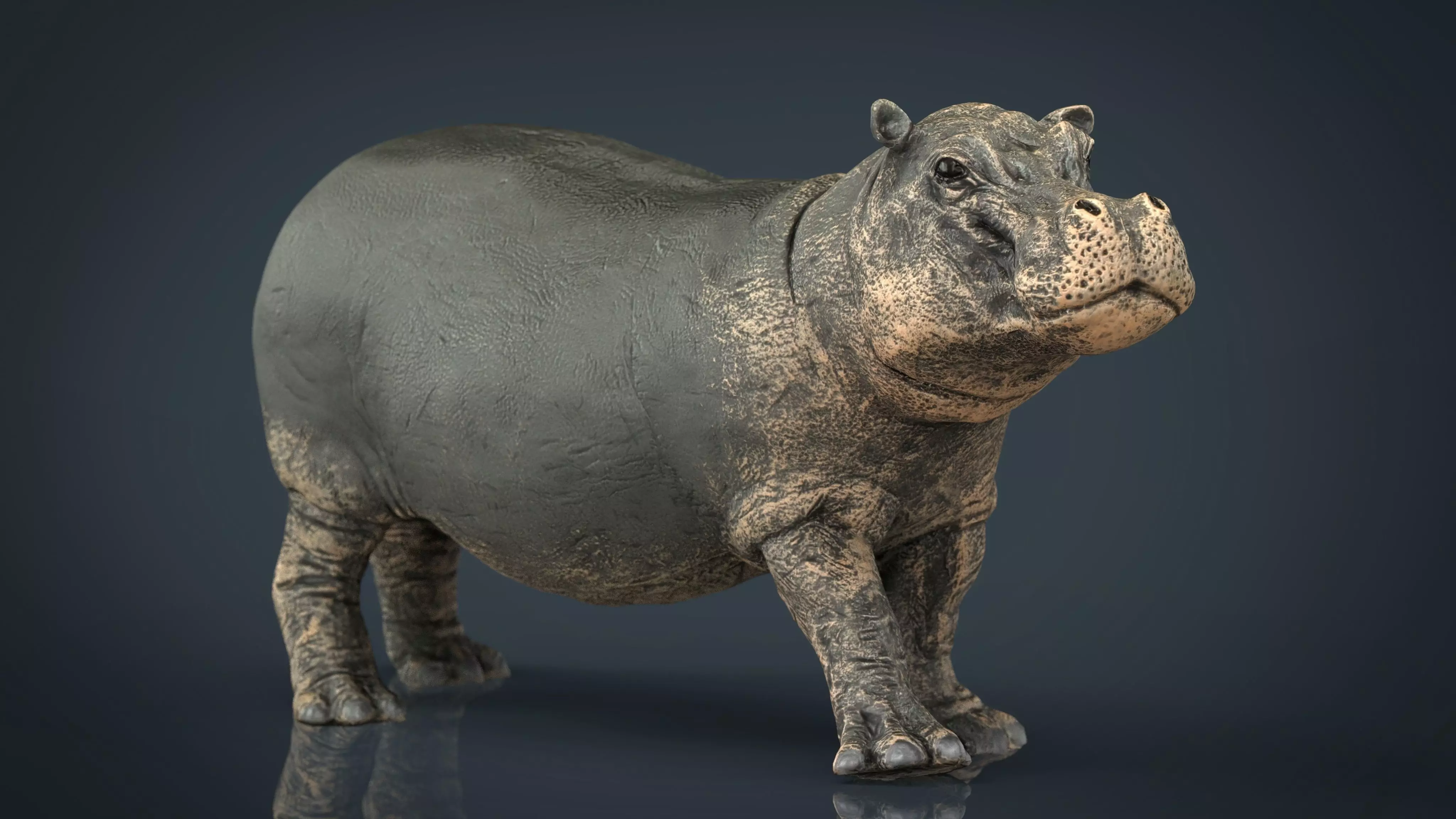 Hippopotamus with mouth closed Low-poly 3D model