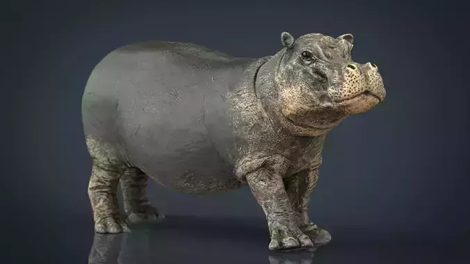 Hippopotamus with mouth closed Low-poly 3D model