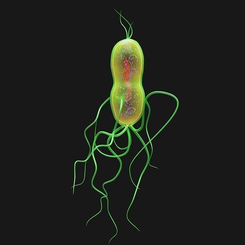 Bacterium 3D model