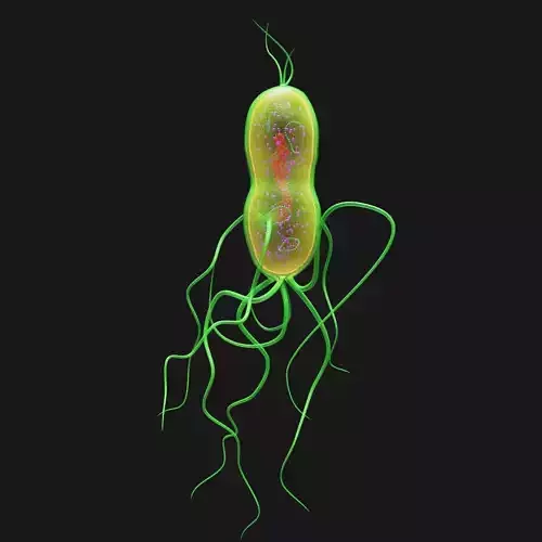Bacterium 3D model