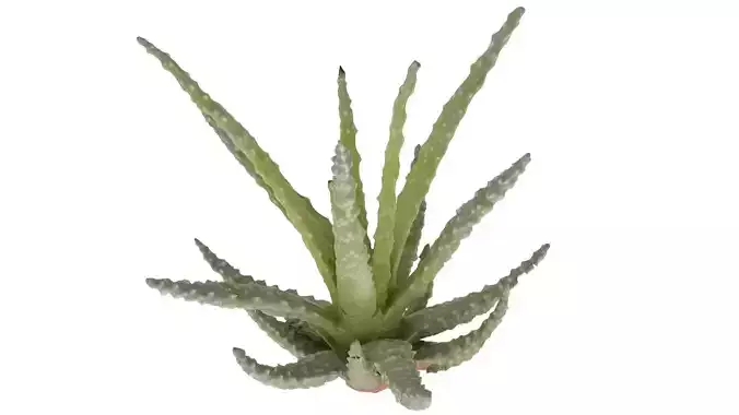 Baby Aloe Plant Free 3D model