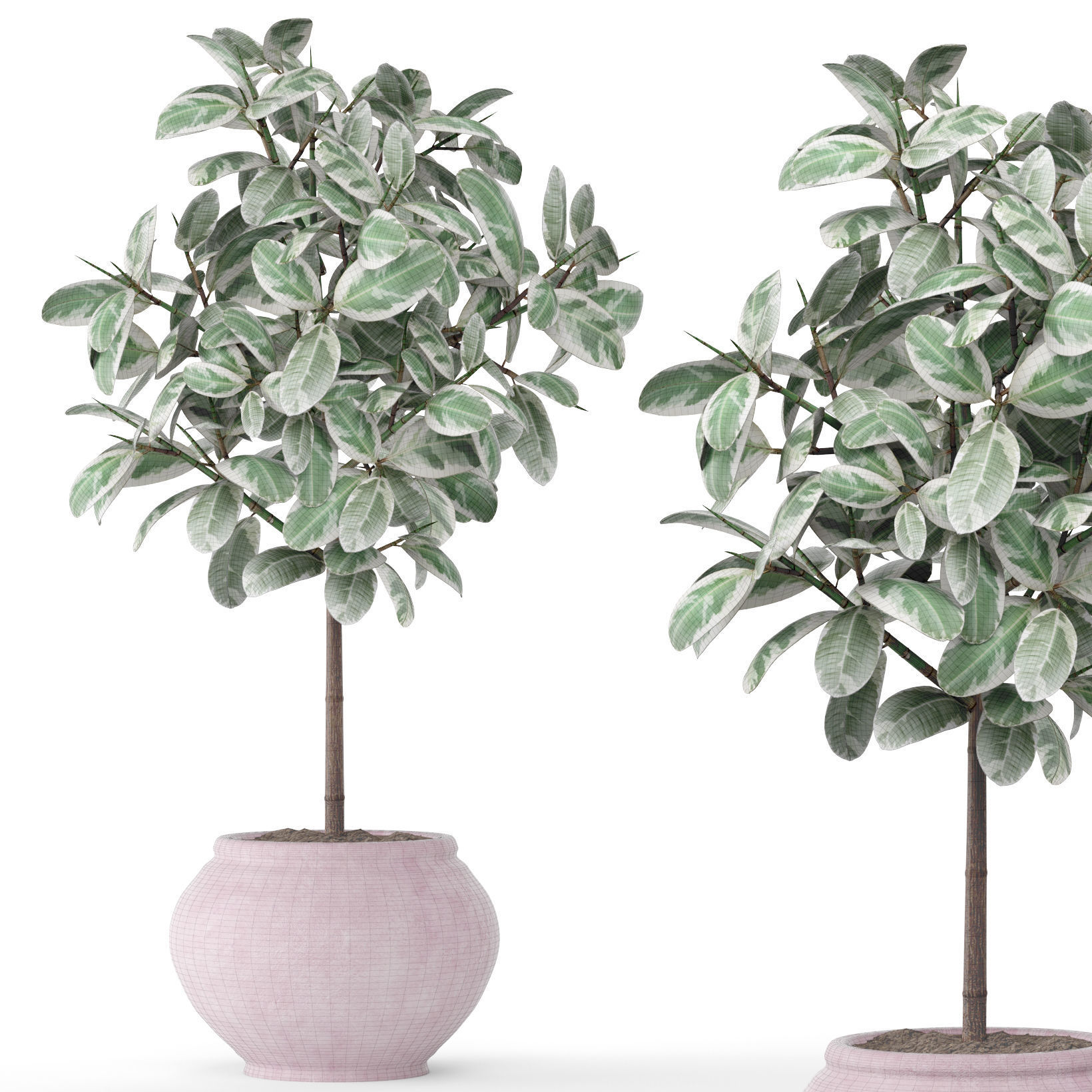 Ficus in pot 2 3D model_7