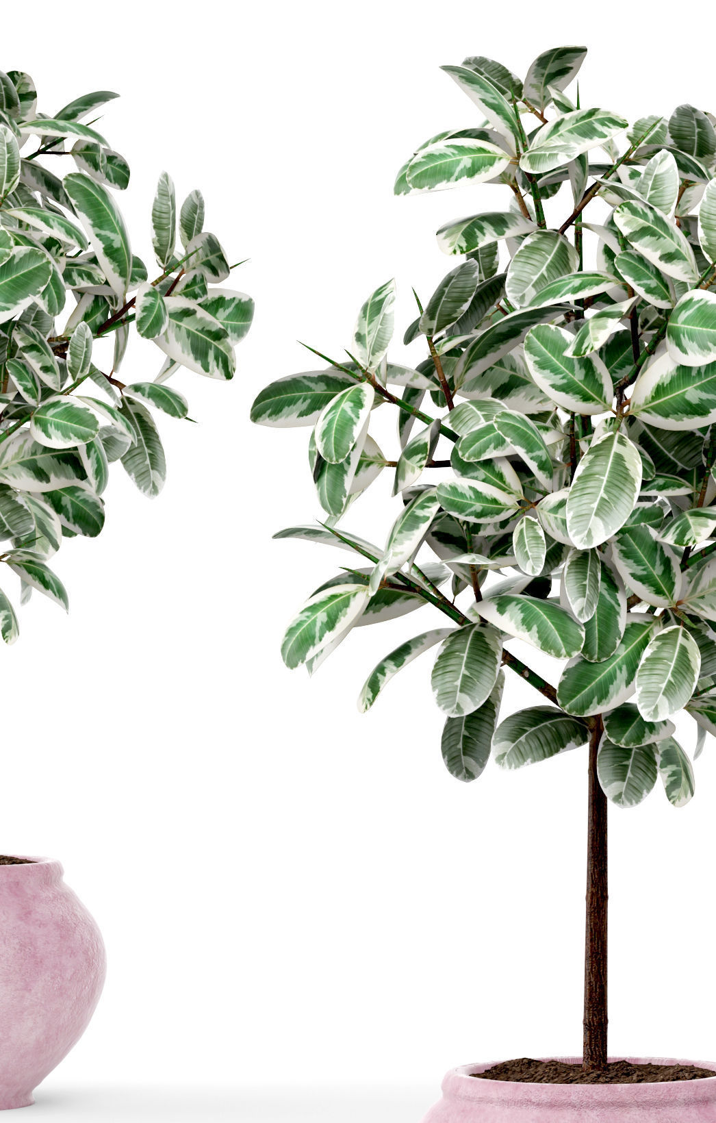 Ficus in pot 2 3D model_4