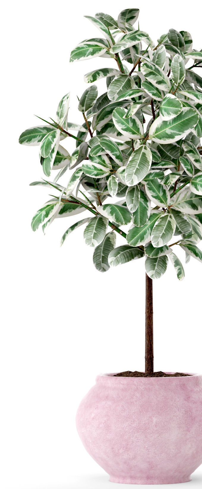 Ficus in pot 2 3D model_1