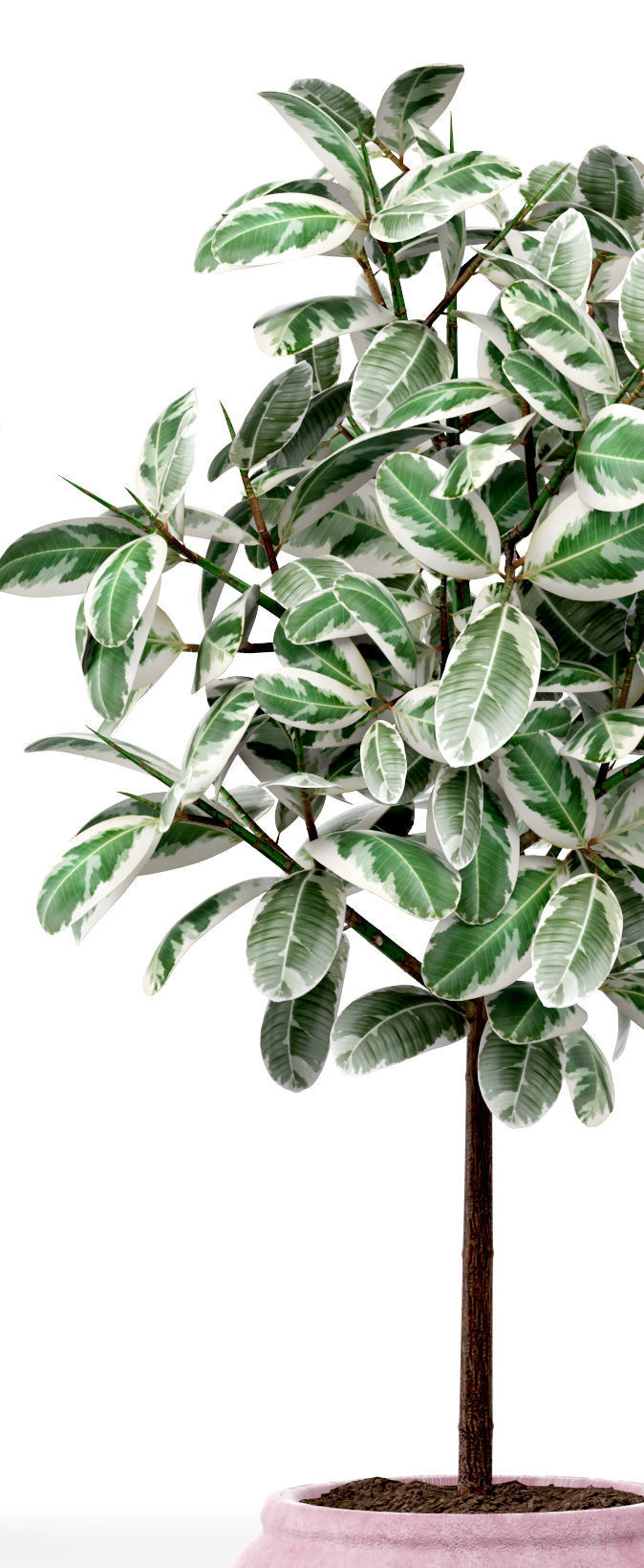 Ficus in pot 2 3D model_2