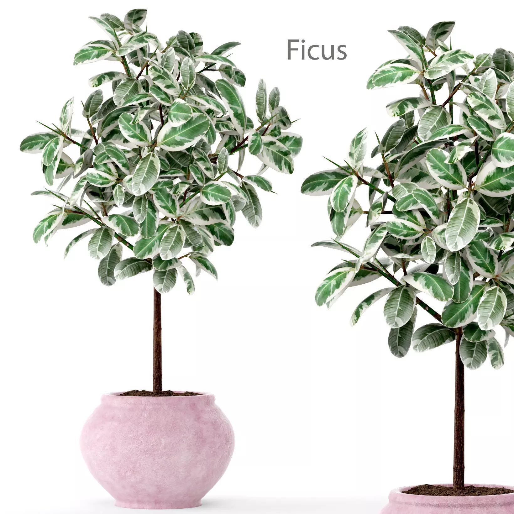 Ficus in pot 2 3D model_0