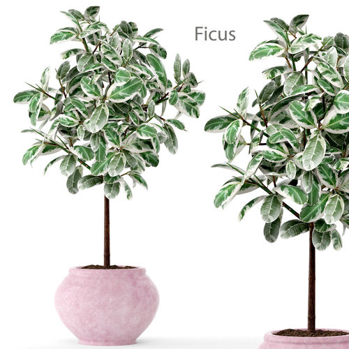 Ficus in pot 2 3D model