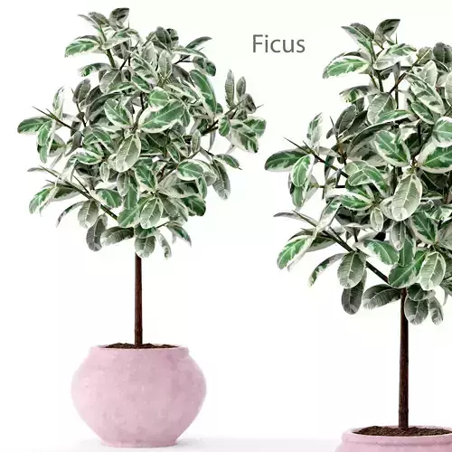 Ficus in pot 2 3D model