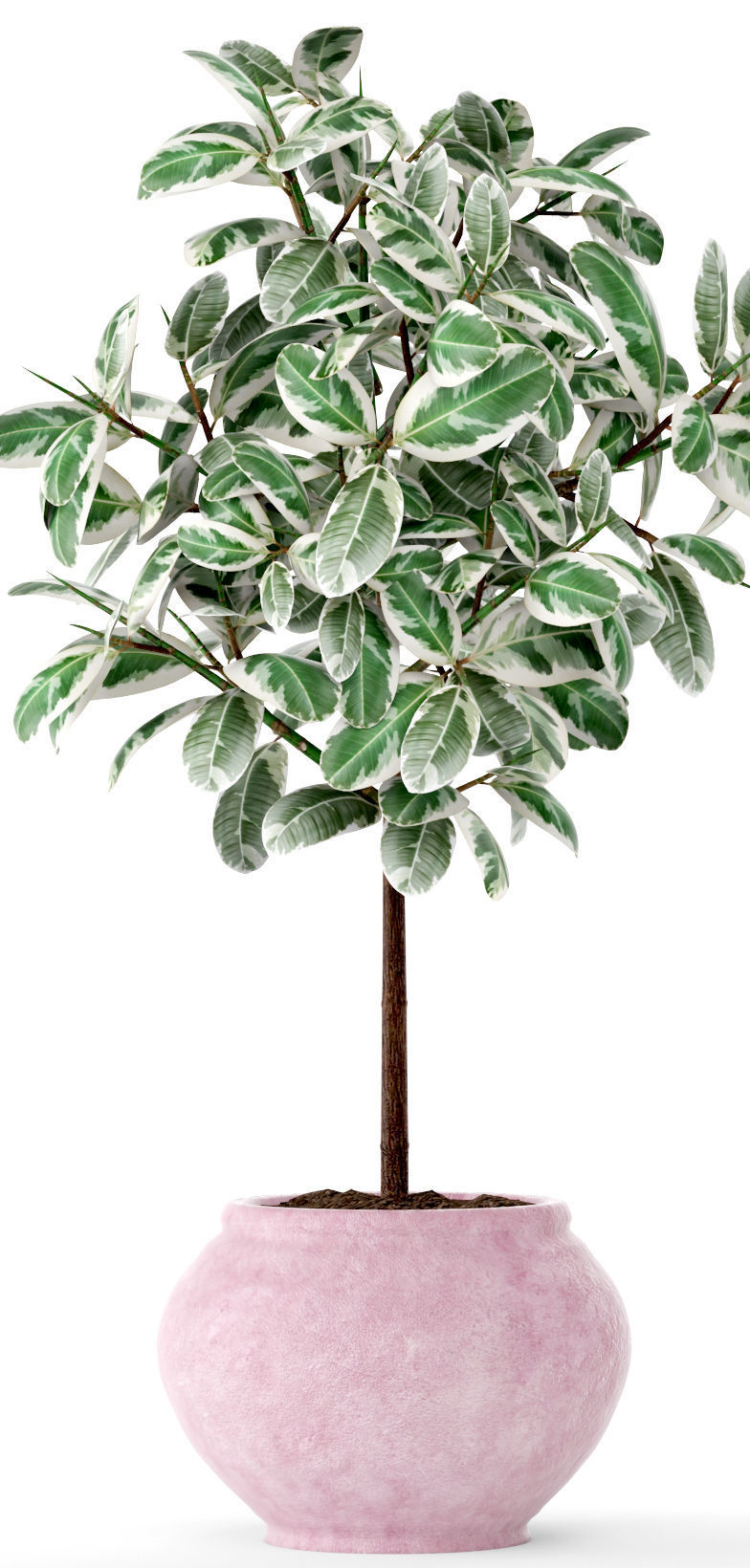 Ficus in pot 2 3D model_3