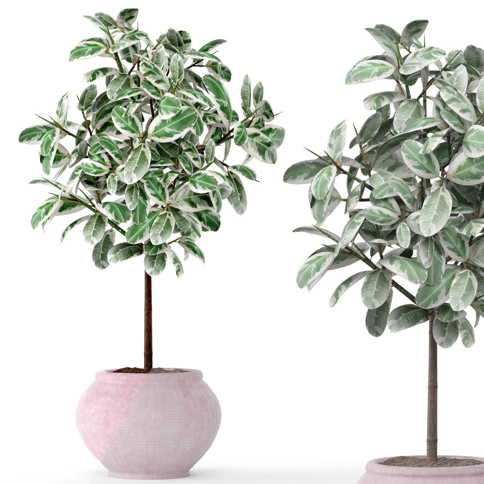 Ficus in pot 2 3D model_5