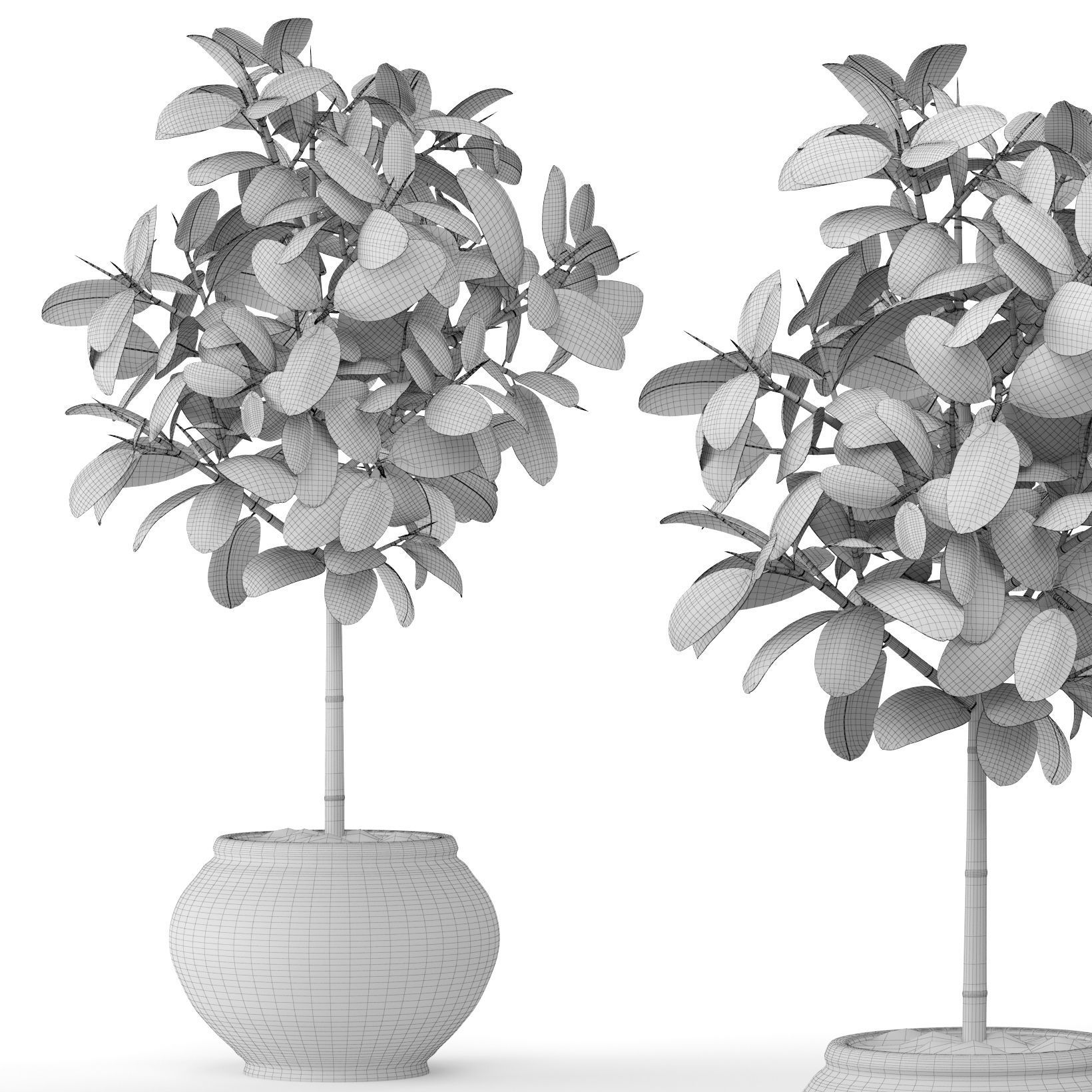 Ficus in pot 2 3D model_6