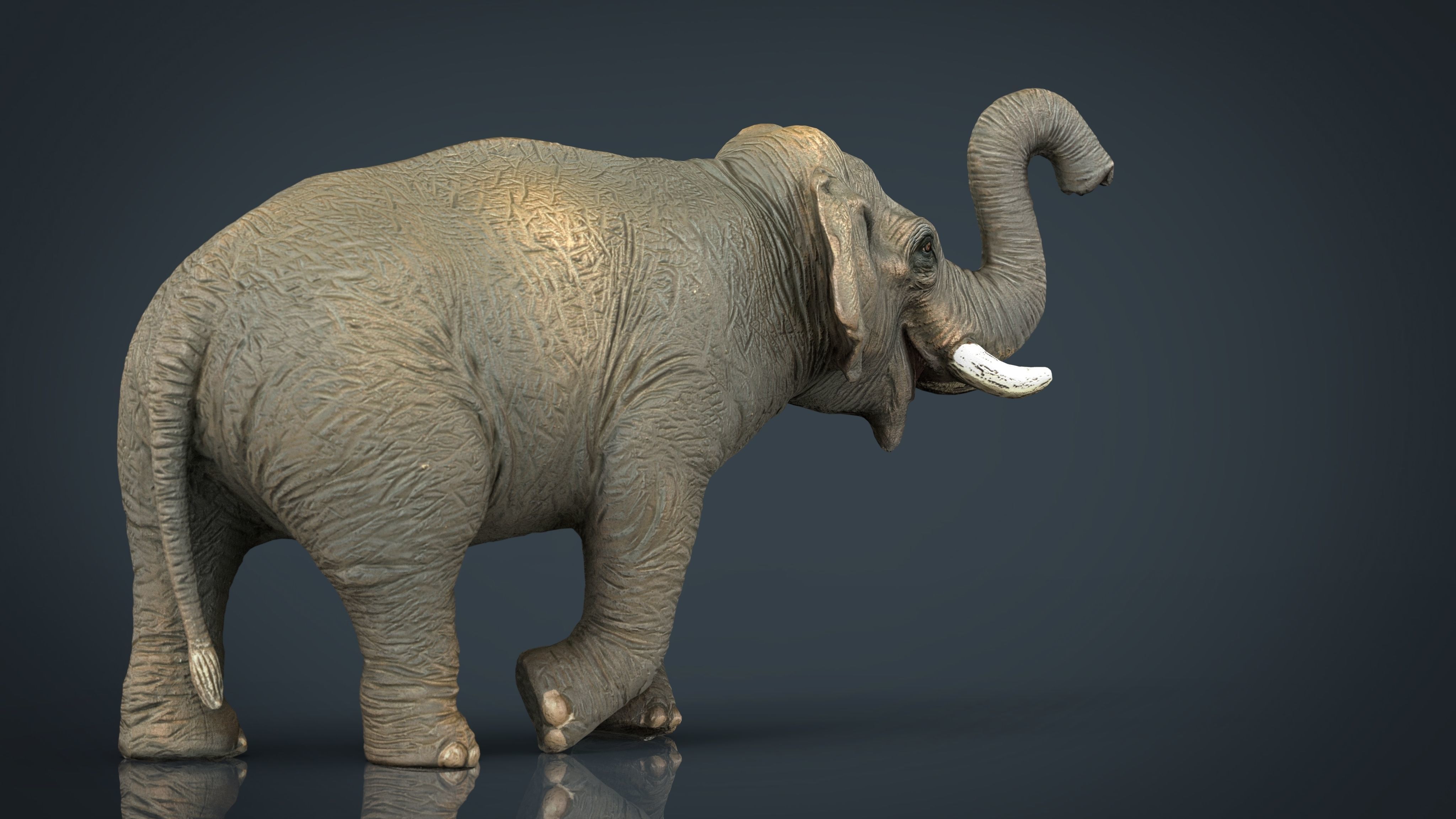 Asian Elephant 2 Low-poly 3D model_15