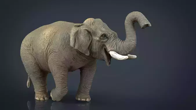 Asian Elephant 2