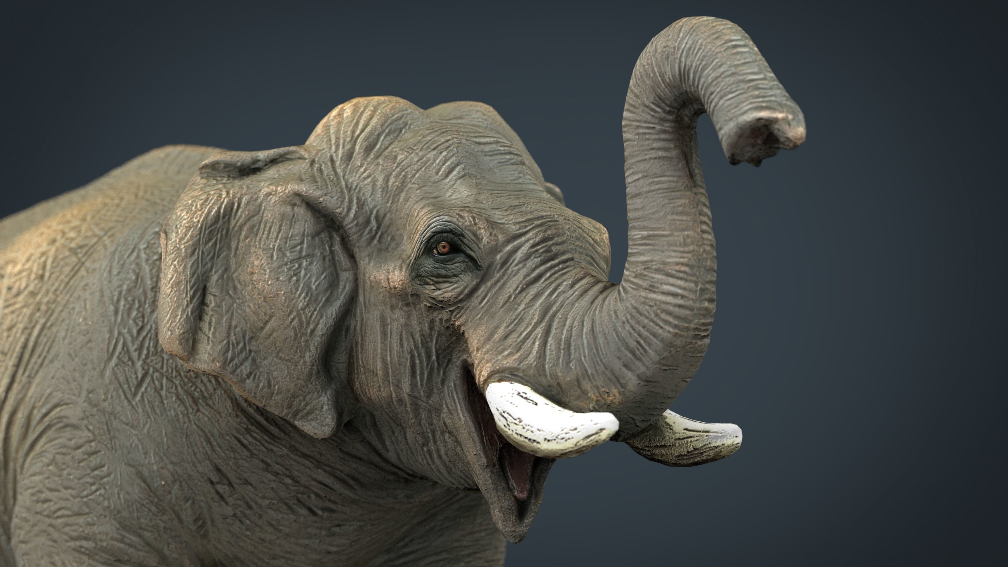 Asian Elephant 2 Low-poly 3D model_2