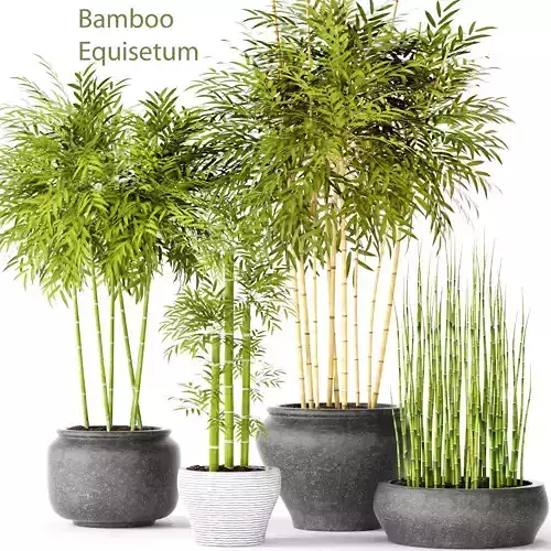 Bamboo Trees