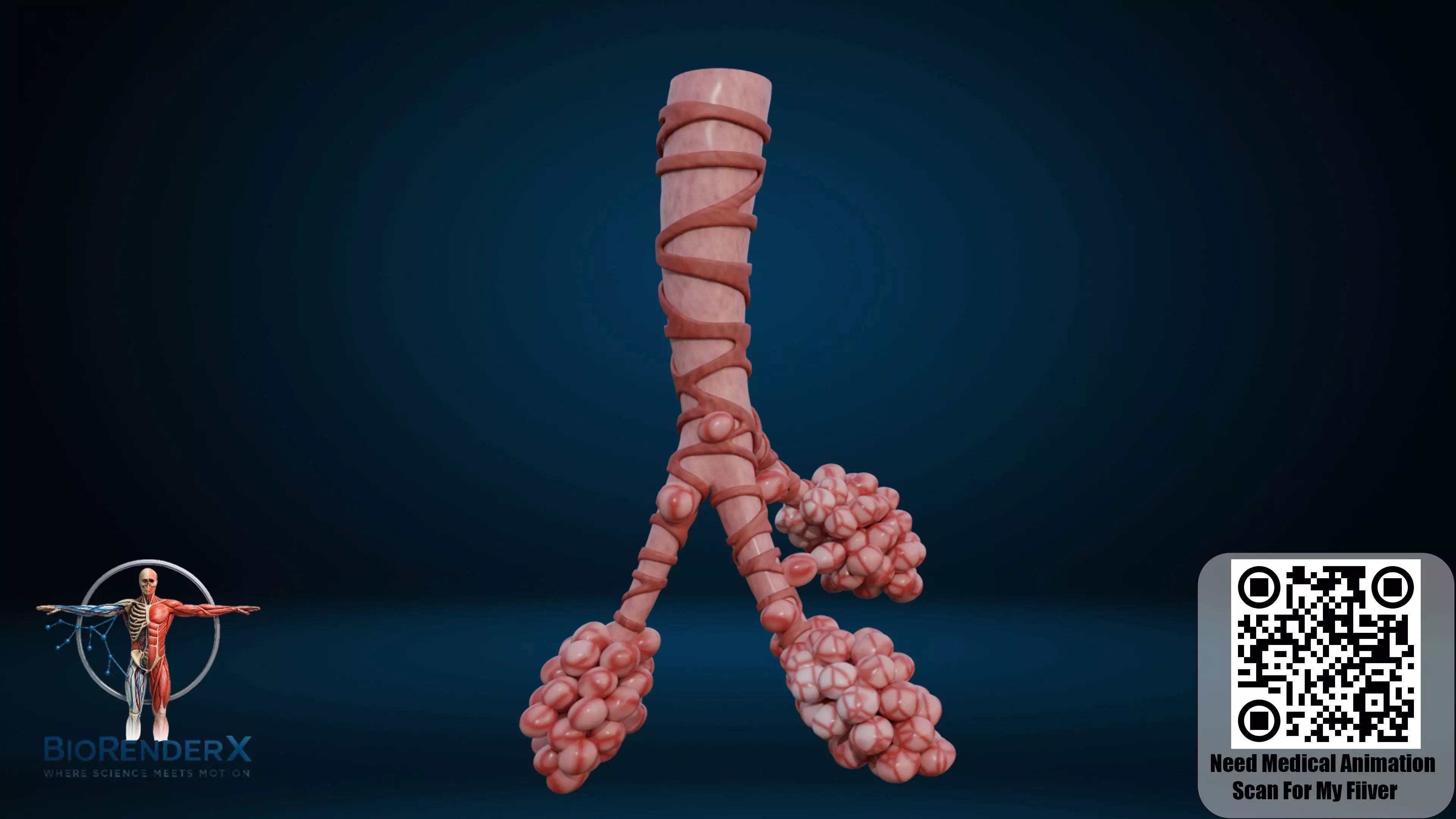 Alveolar Sac Anatomy 3D Model Lung Alveoli Respiratory Structure Low-poly 3D model