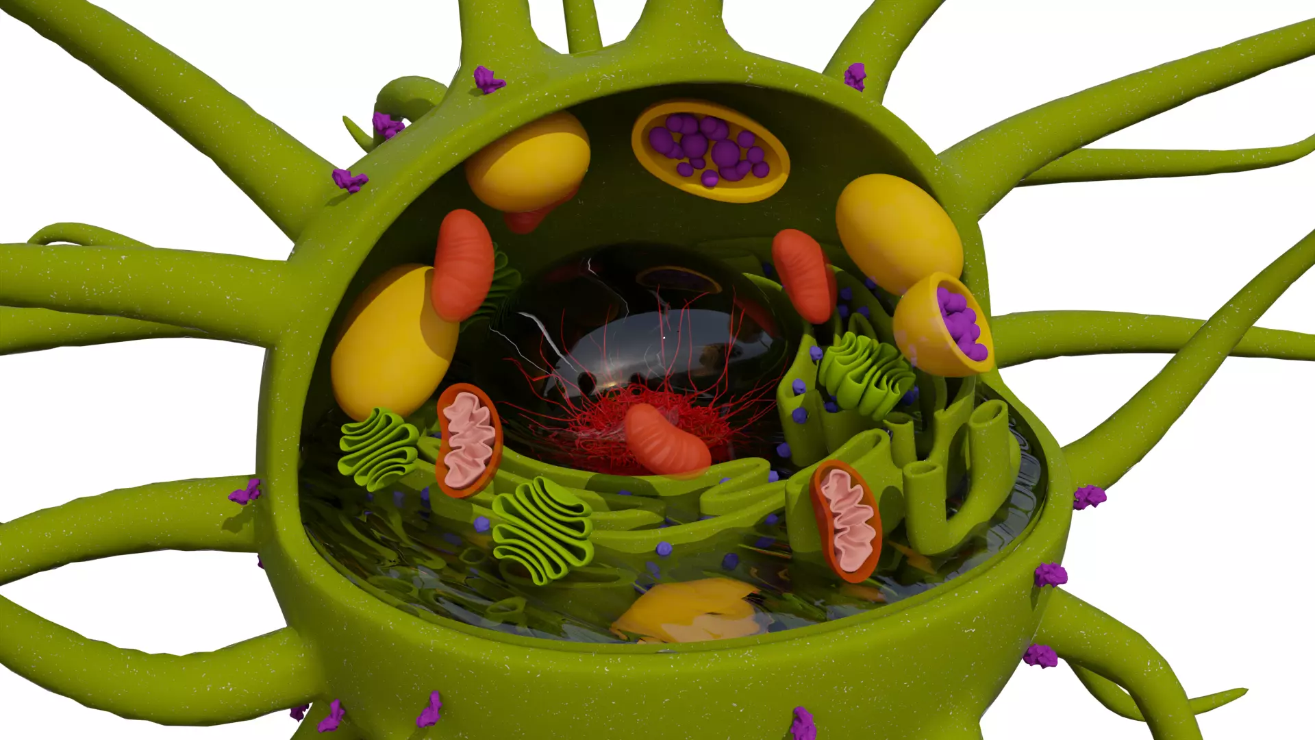 Dendritic Cell 3D Model Immune System Medical Anatomy Low-poly 3D model