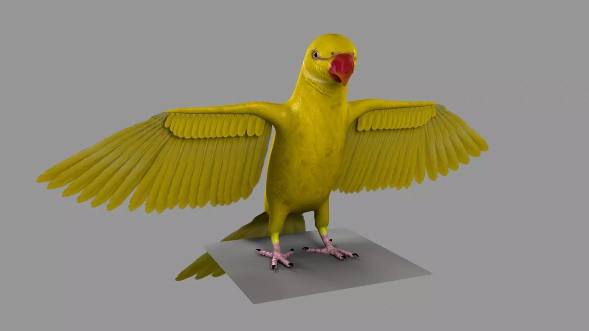 Lutino parakeet 3D model