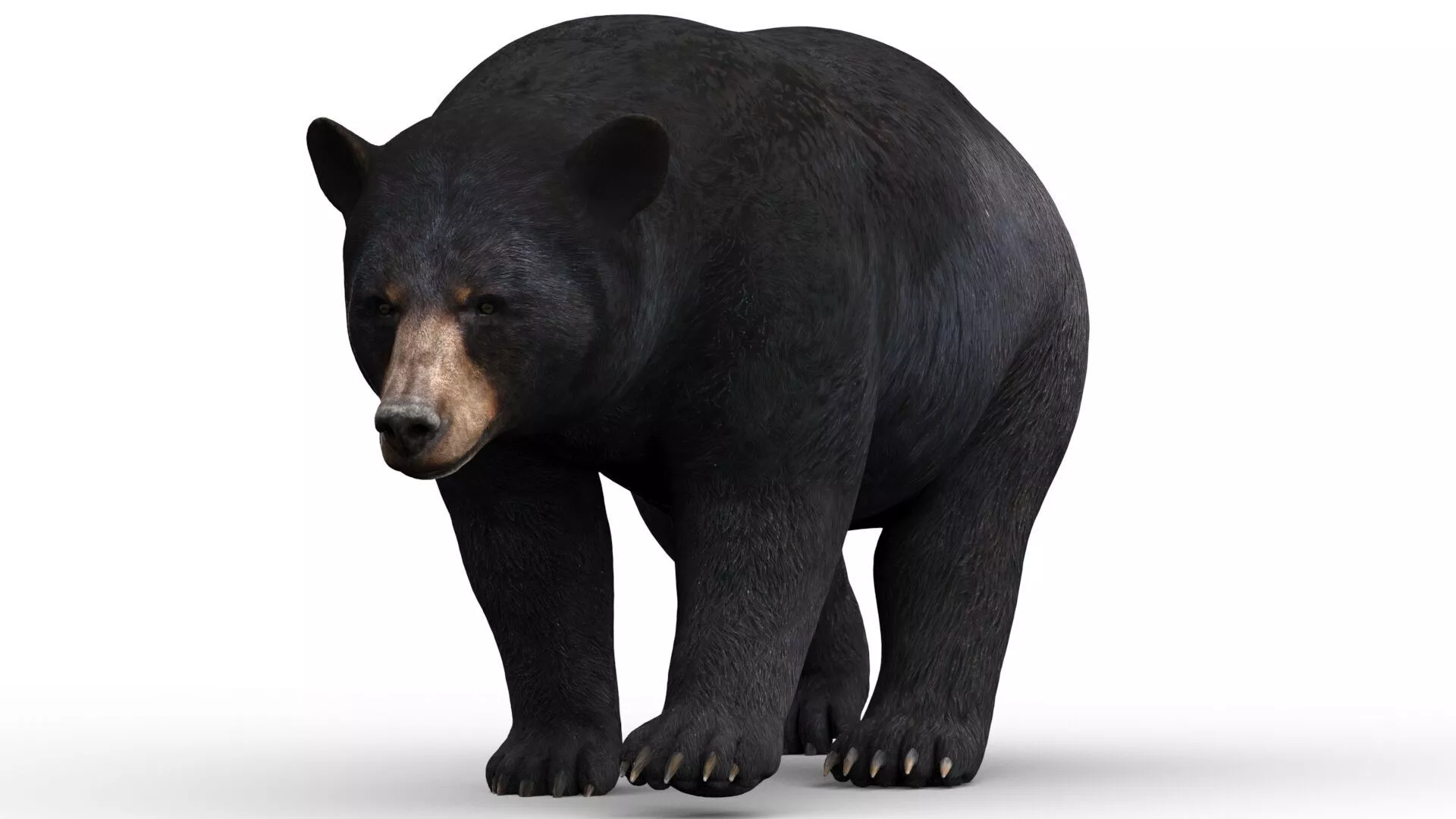 Animated Black Bear Low-poly 3D model