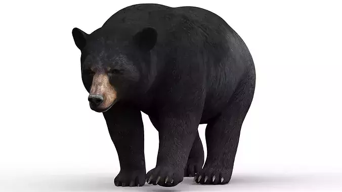 Animated Black Bear