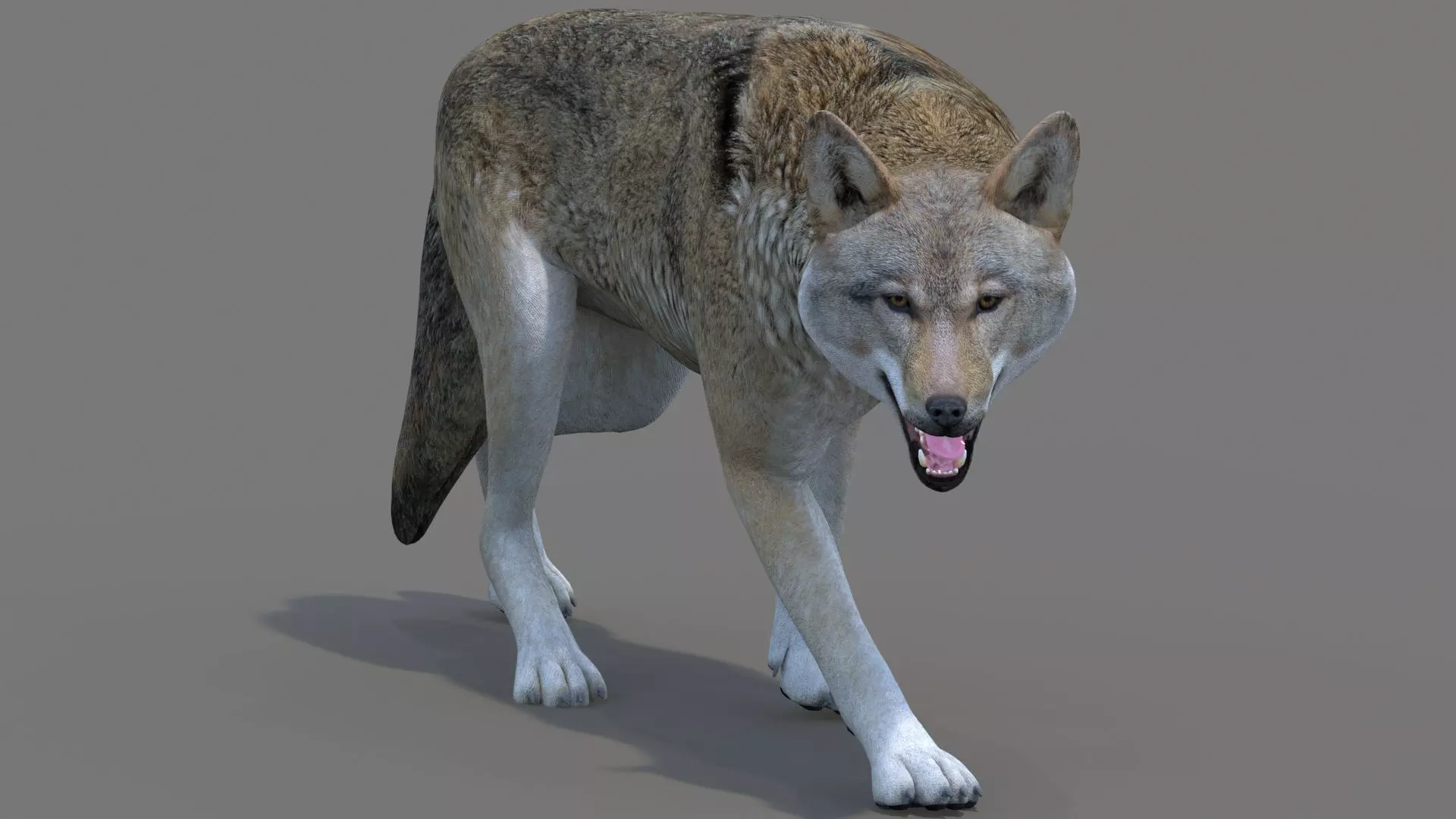 Rigged Red Wolf Low-poly 3D model
