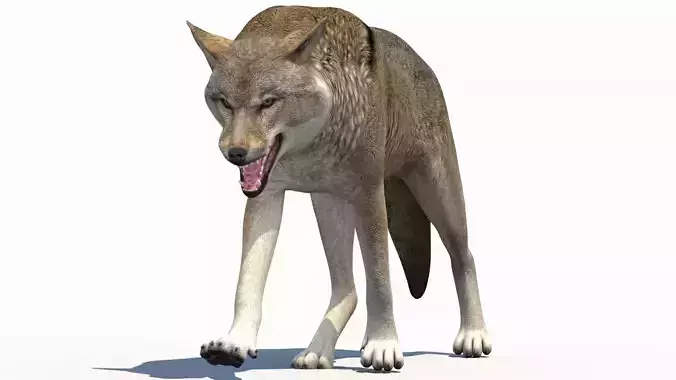 Red Wolf Animated