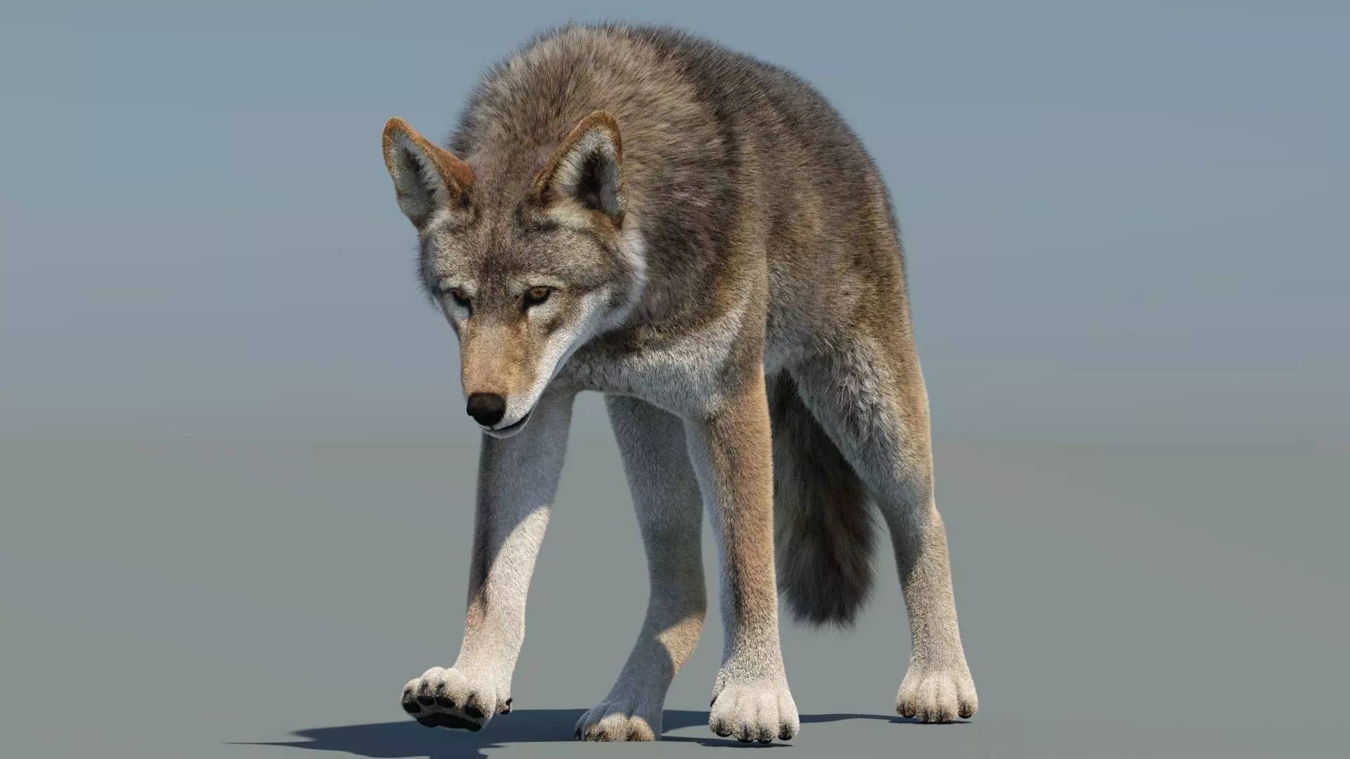 Animated Red Wolf Fur 3D model