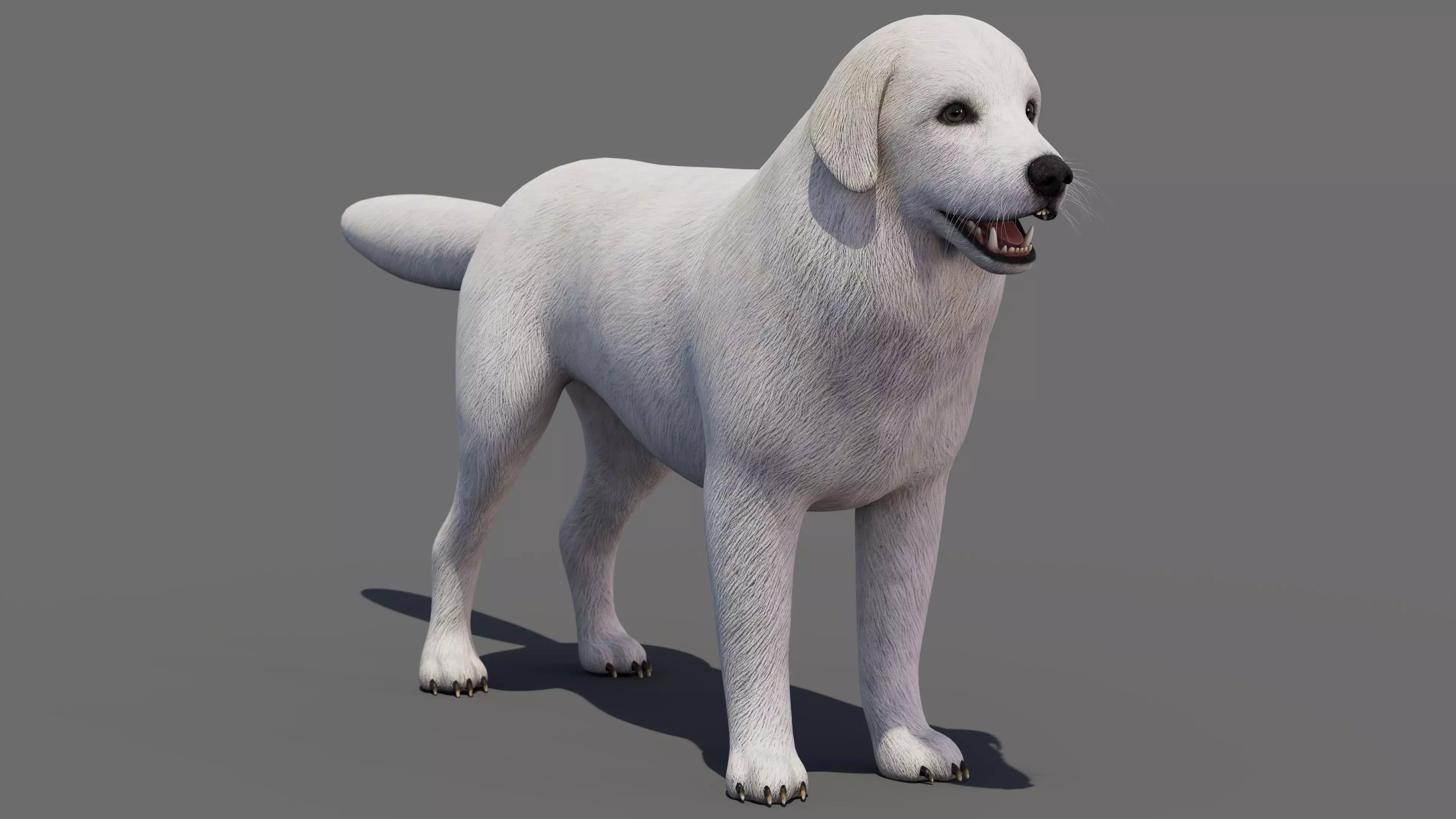 Great Pyrenees Dog Low-poly 3D model
