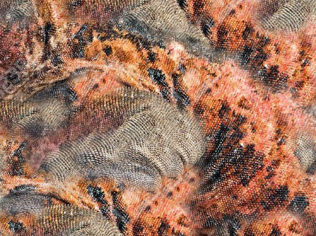 Marine iguana model Low-poly 3D model_13