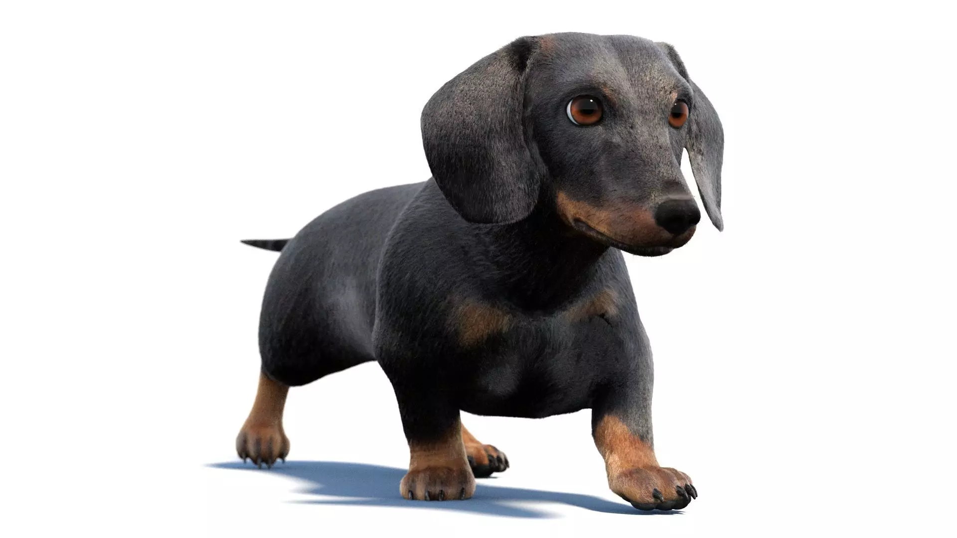Black Dachshund Dog Animated Fur 3D model