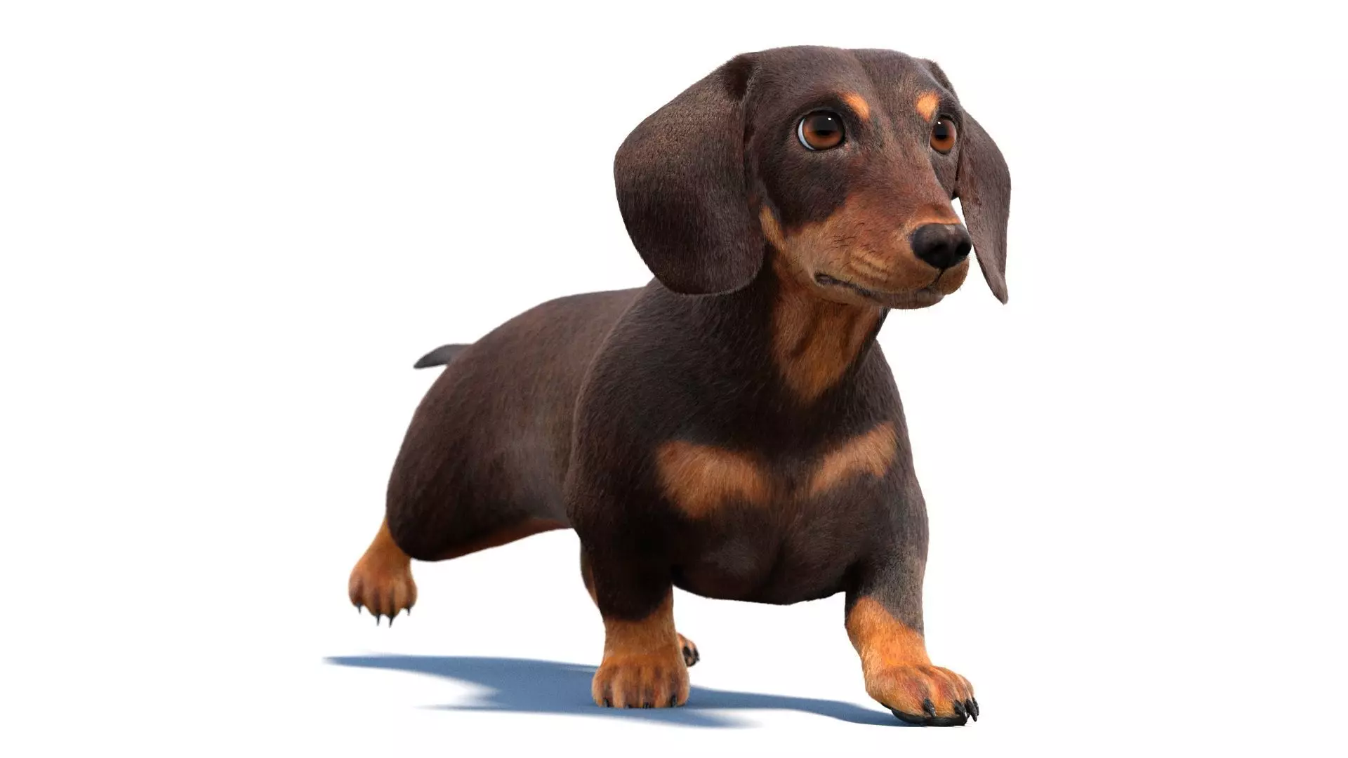 Animated Dachshund Dog Fur 3D model