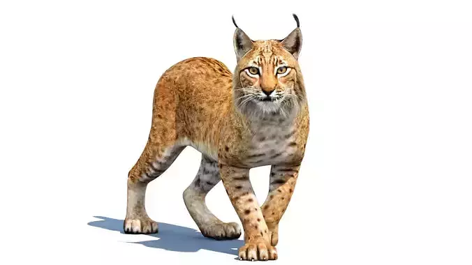 Lynx Animated