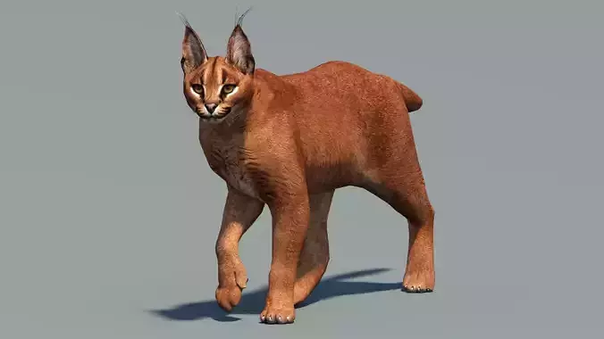 Animated Caracal Low Poly