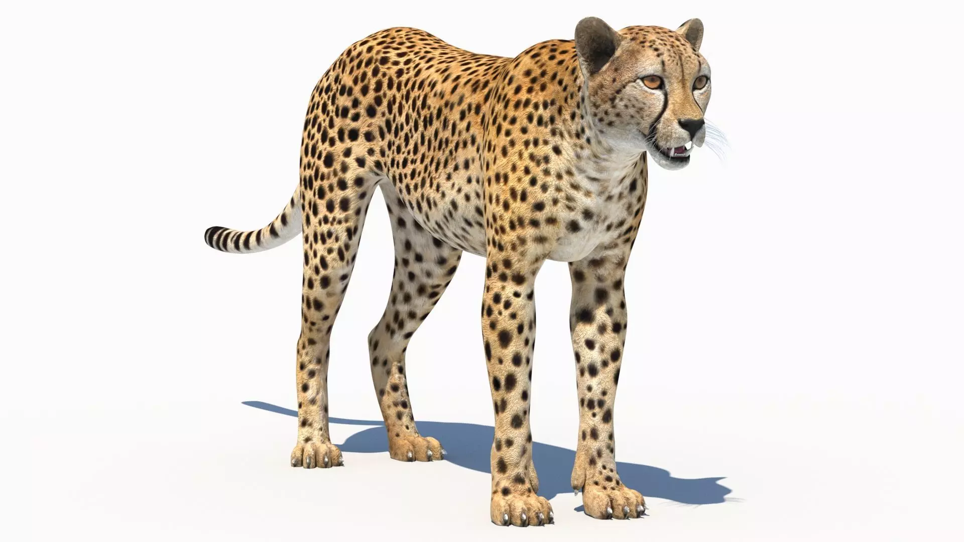 Cheetah Low-poly 3D model