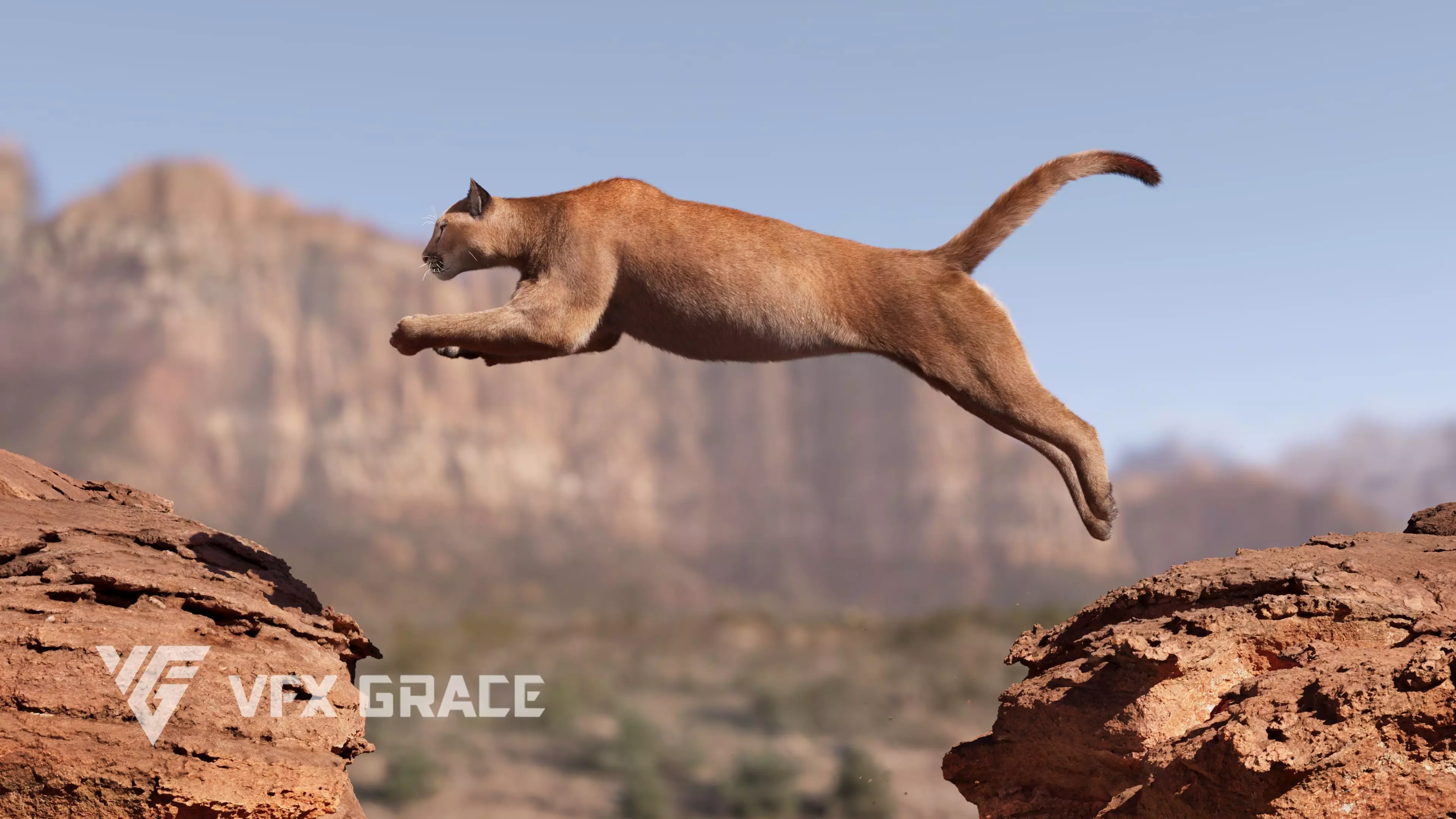 Puma Rigged - Maya VFX Grace 3D model rigged | CGTrader