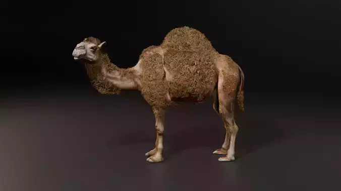 Hyper Realistic Animated Camel with Fur  Rigged and Game Ready 