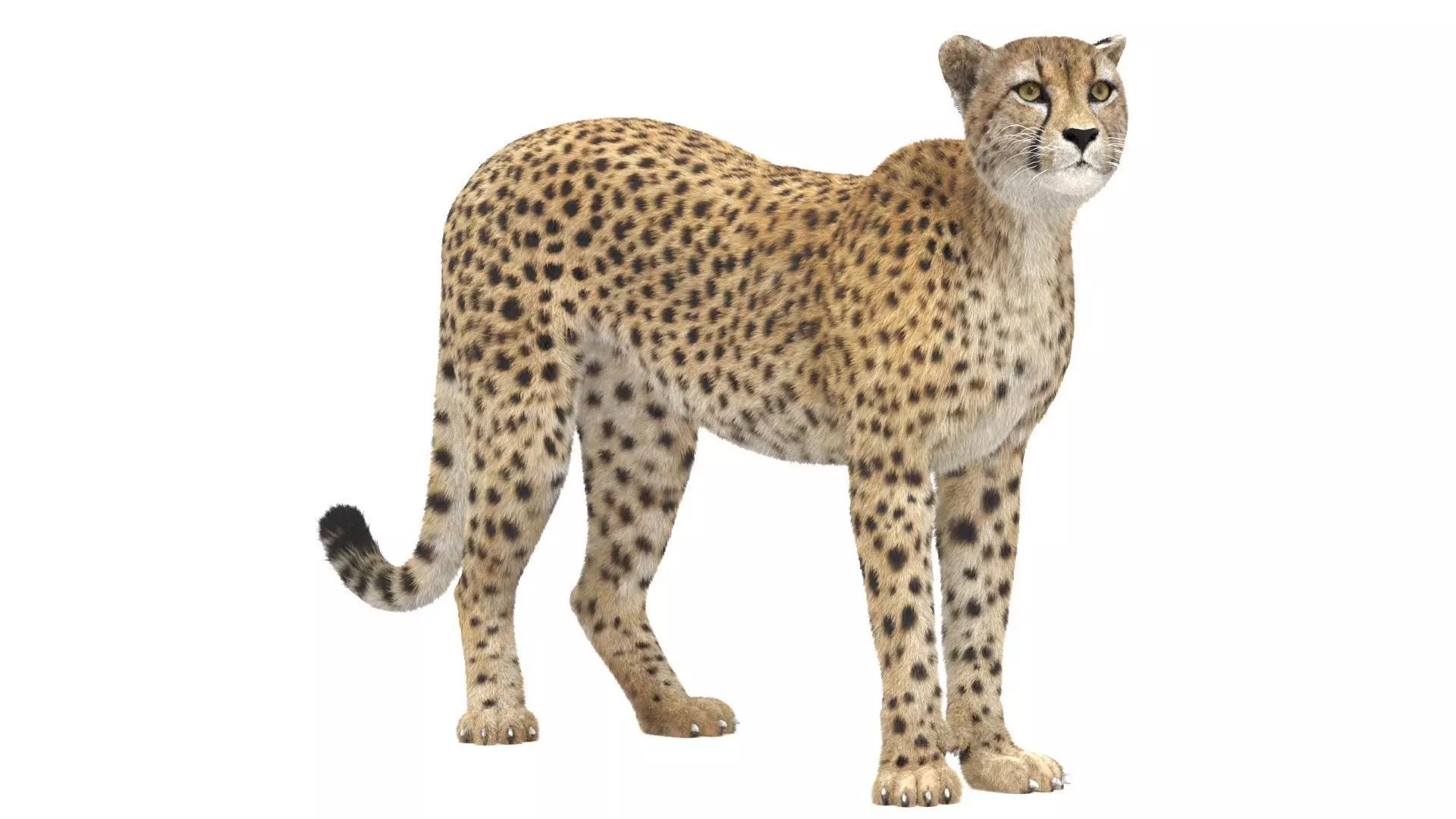 Cheetah Rigged Fur 3D model