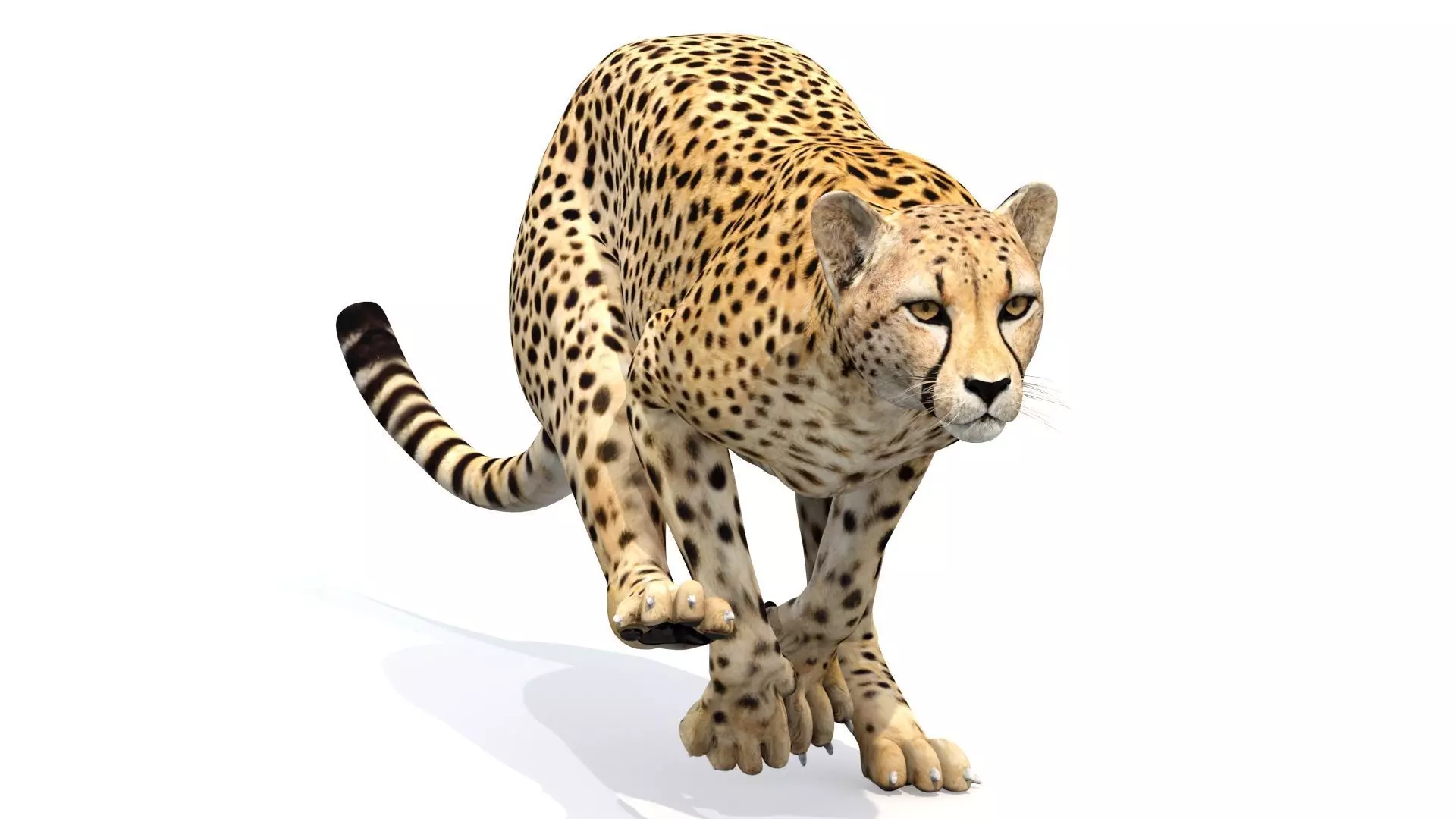 Animated Cheetah Low-poly 3D model