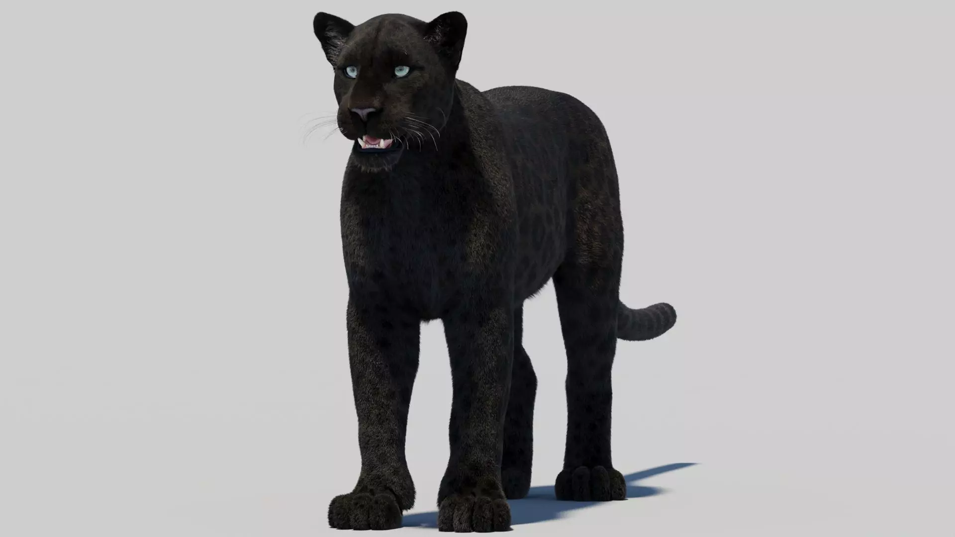 Black Panther with Realistic Fur Low-poly 3D model