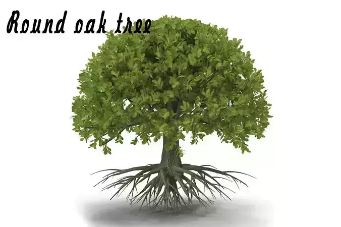 Round oak tree 3D model