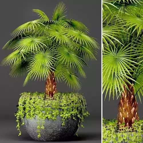 Palm 7 tree in pot 3D model