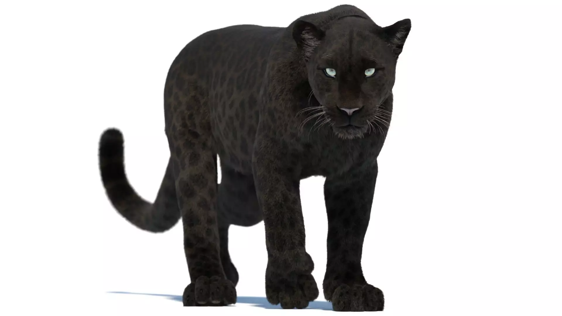 Animated Black Panther Animal with Fur 3D model