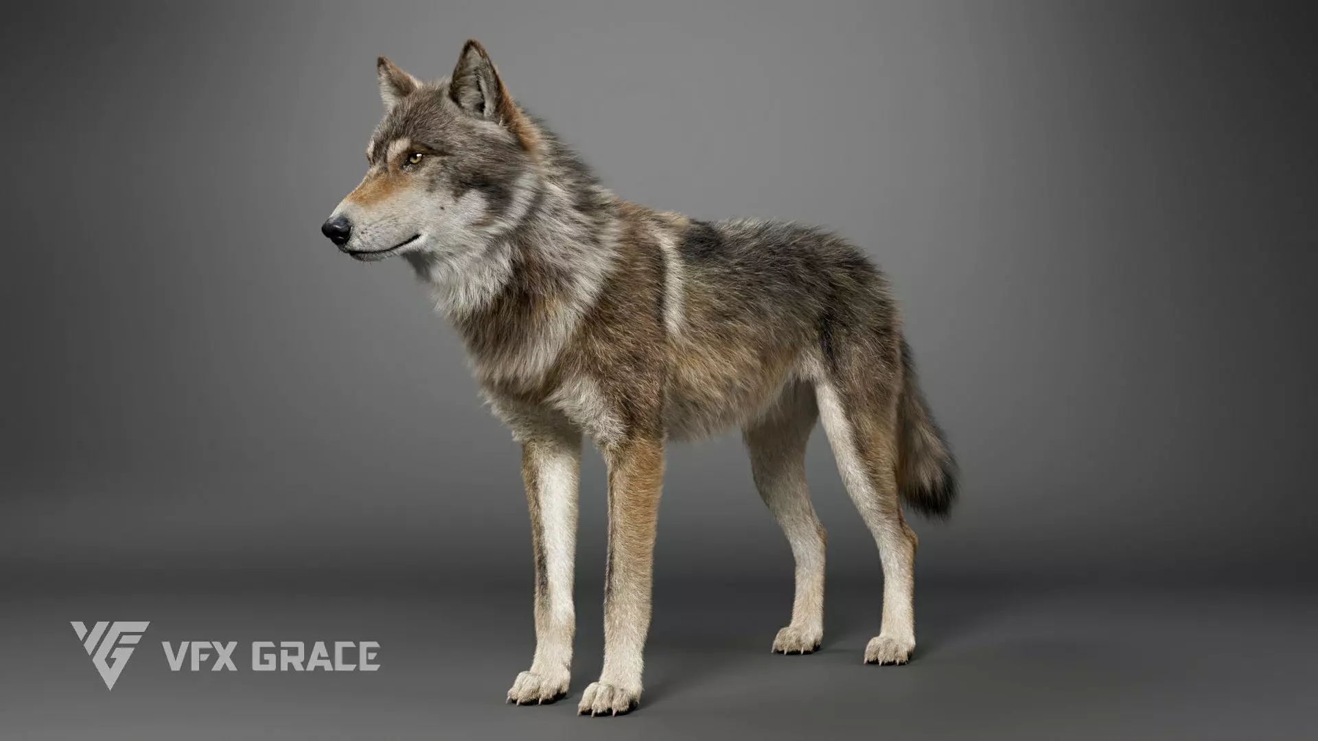 Wolf Rigged - Maya VFX Grace 3D model