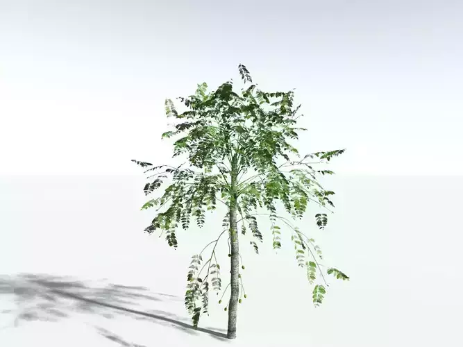 EVERYPlant Alethopteris Serlii
