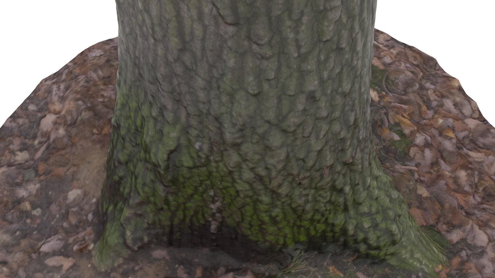 Tree 01 - High and Low Poly Versions Low-poly 3D model_6