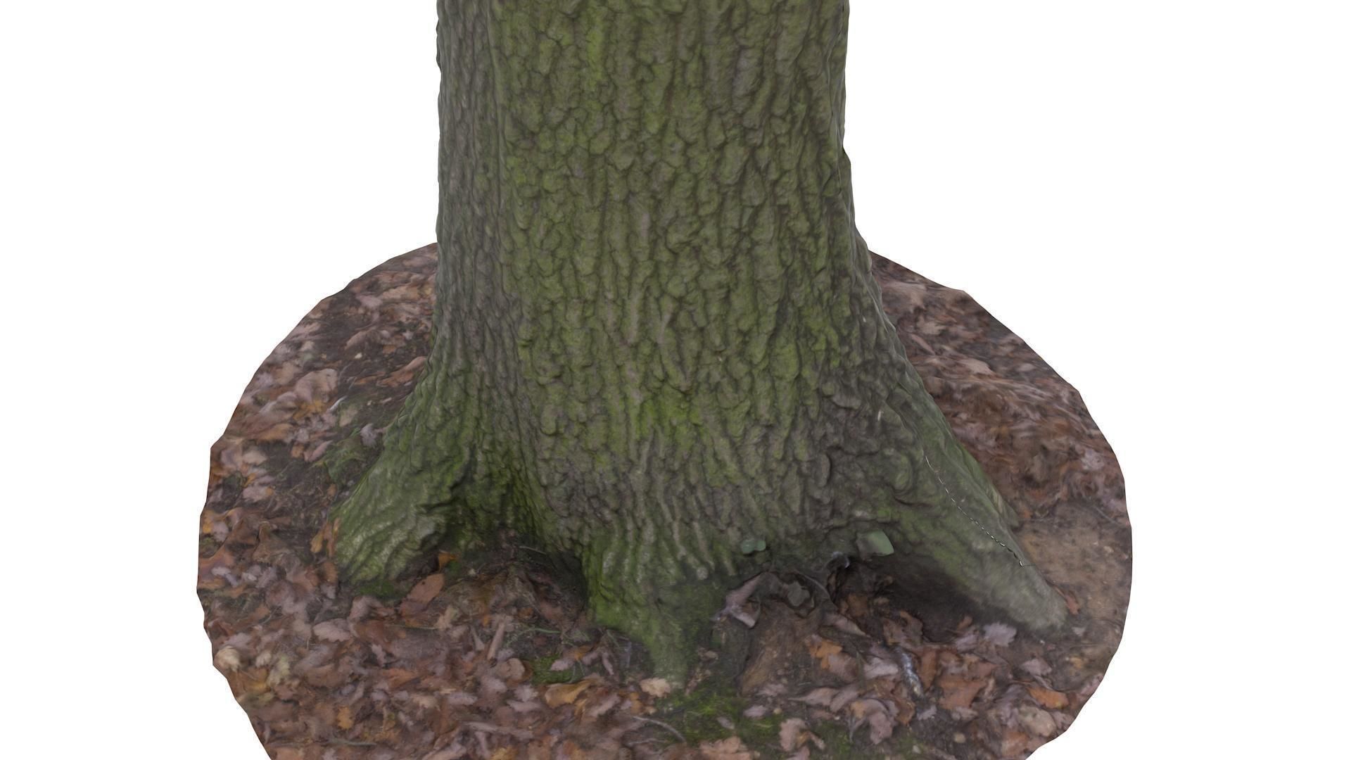 Tree 01 - High and Low Poly Versions Low-poly 3D model_1